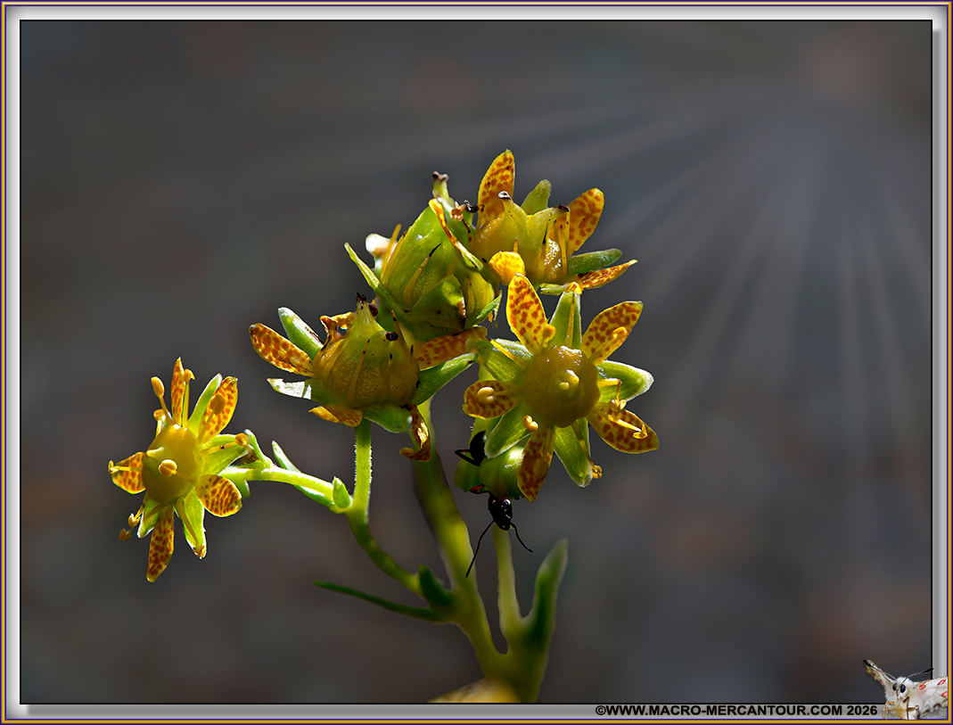 Saxifrages azo&iuml;des